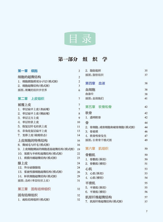 预售 零基础绘图学组胚 隋鸿锦 马海英 人体组织胚胎学高等学校教材 正常人体组织结构手绘图切片图 人民卫生出版社9787117334860 商品图2