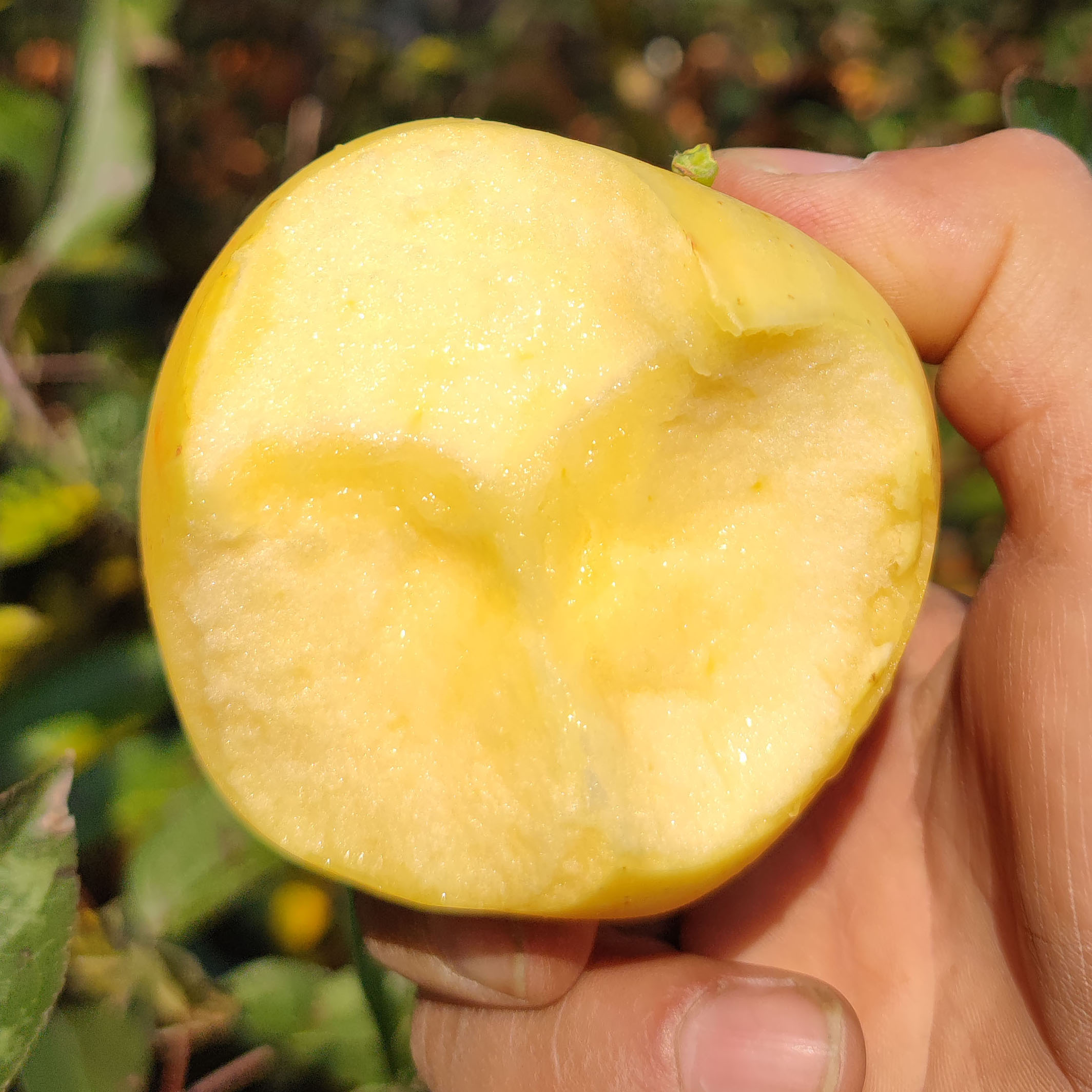 威海维纳斯黄金苹果，脆甜爽口，果香十分浓郁，贵一点，好吃很多