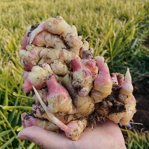 【新鲜现熬 怀姜枣膏 满2件减20元 】 用料多！手工红糖姜茶 全家皆可食用 商品图10