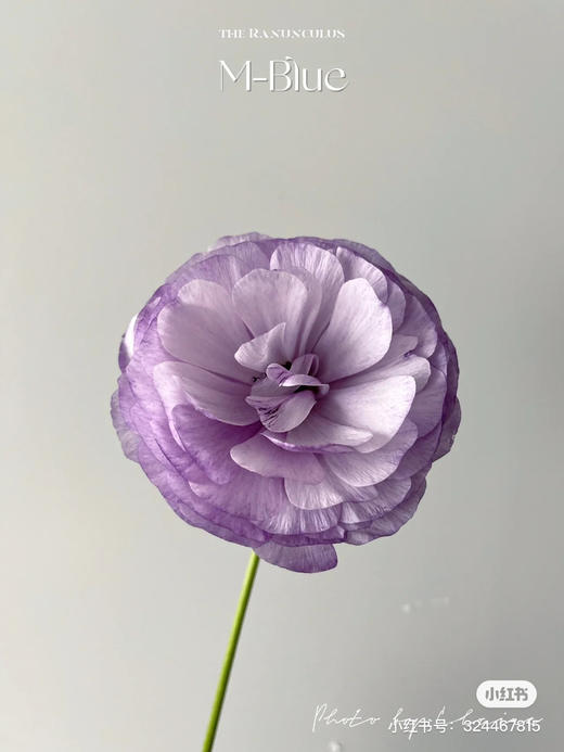日本洋牡丹M-blue 5支 商品图1