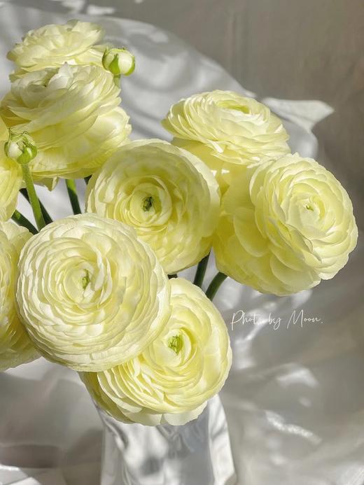 【奶油黄洋牡丹】5支/份 第二份减10元 商品图4