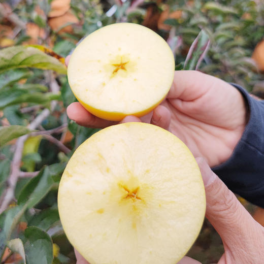 威海维纳斯黄金苹果，脆甜爽口，果香十分浓郁，贵一点，好吃很多 商品图4