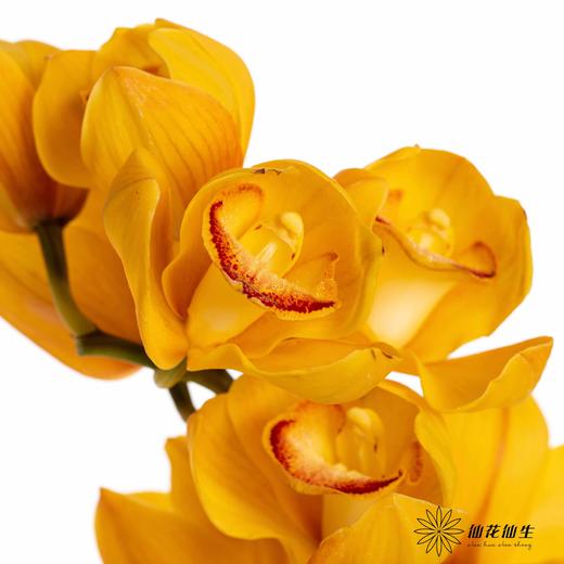 兰花 | 大花蕙兰杨贵妃 商品图3