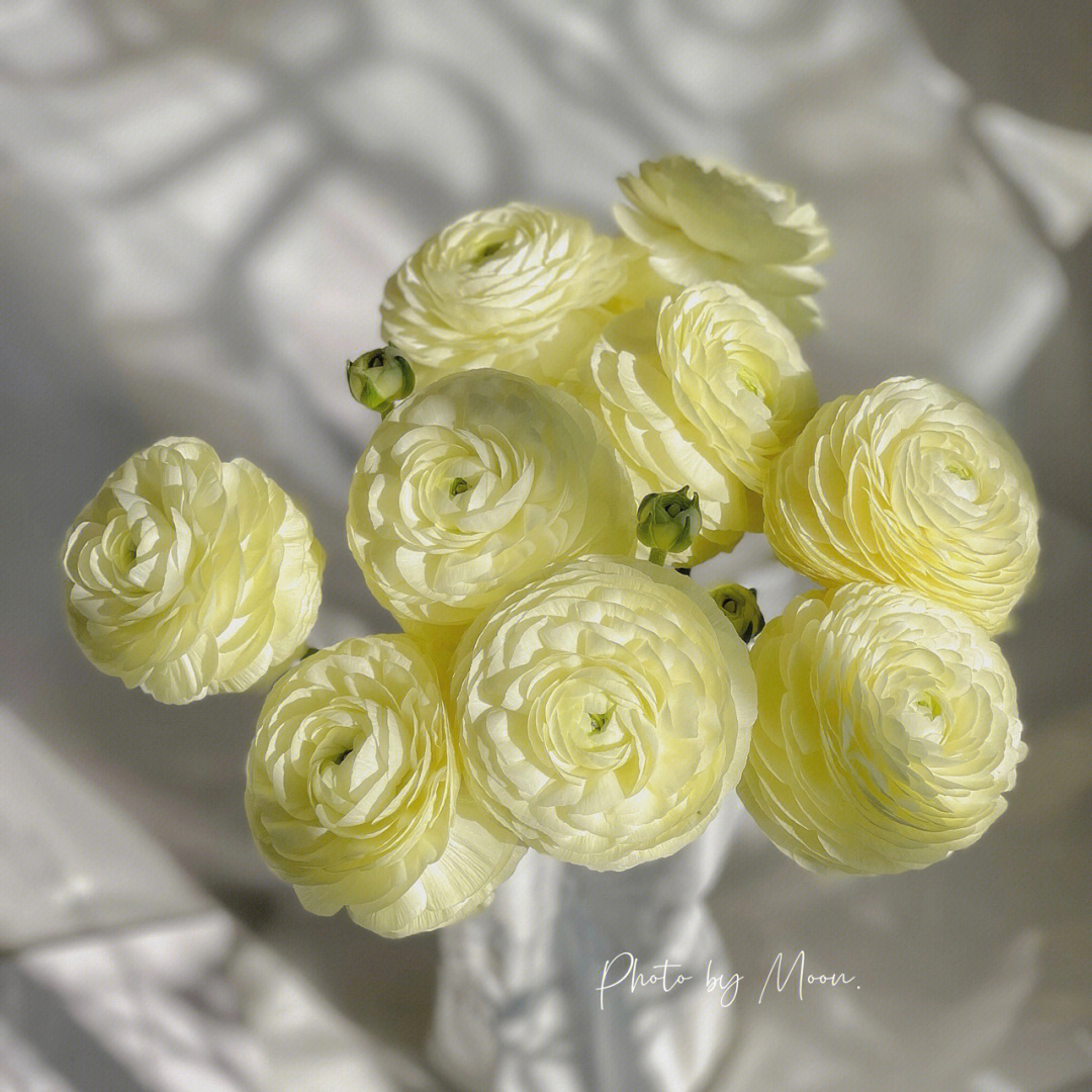 【奶油黄洋牡丹】5支/份 第二份减10元