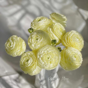 【奶油黄洋牡丹】5支/份 第二份减10元