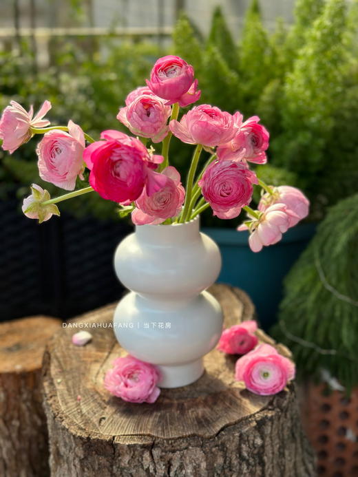 【AB级粉色洋牡丹】5支/份  第二份减10元 （长约40-45cm） 商品图3