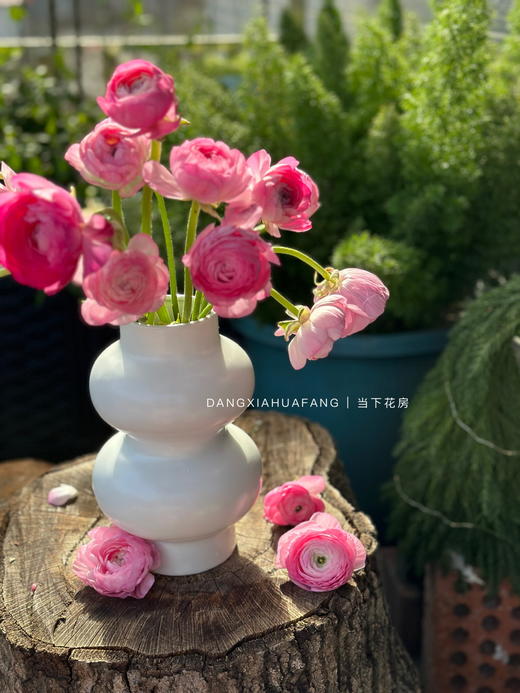 【AB级粉色洋牡丹】5支/份  第二份减10元 （长约40-45cm） 商品图5