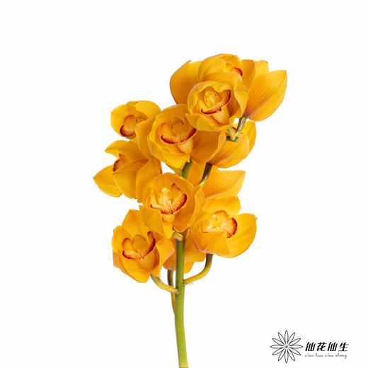 兰花 | 大花蕙兰杨贵妃 商品图0