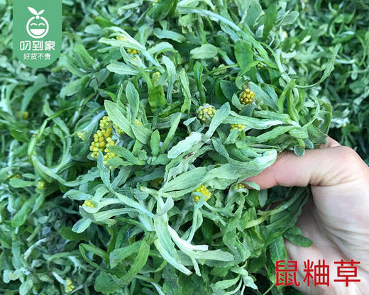 【预售-4月8日配送】海丝凤姨闽南手工青团鼠粬粿（笋干馅）/1盒（5个，共500g±50g）生产日期：3月24日 商品图3