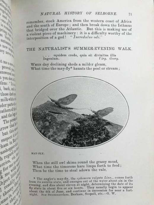含藏书票！1902年 塞耳彭自然史 123幅插图 漆布精装32开 商品图13