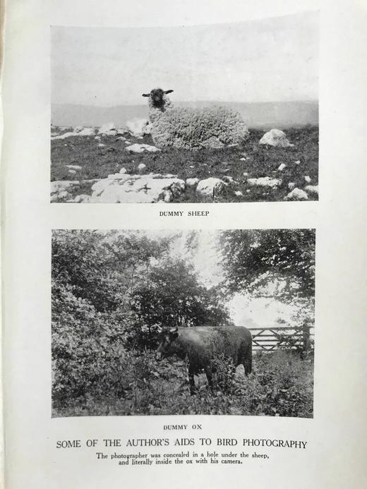 含藏书票！1926年 基尔顿《一个博物学家的朝圣》 8幅插图 漆布精装32开 商品图10