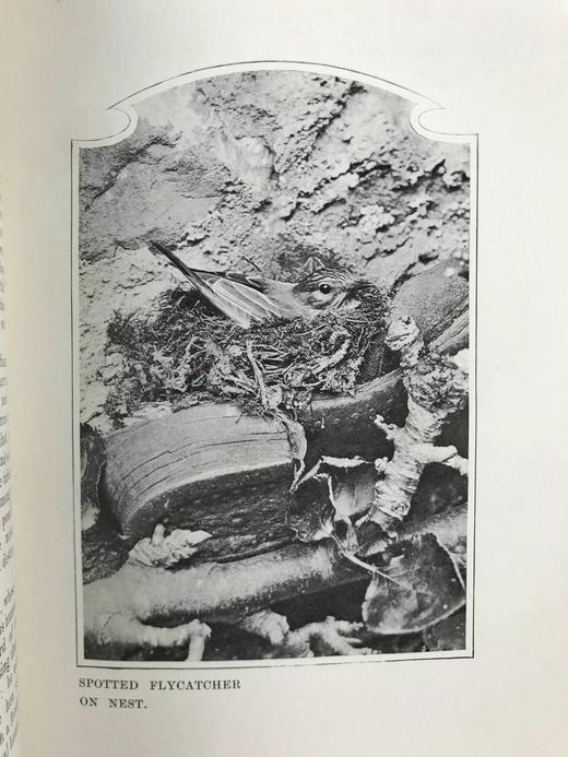 含藏书票！1902年 塞耳彭自然史 123幅插图 漆布精装32开 商品图12