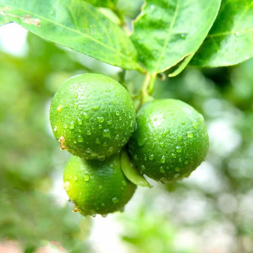 天然香·塔希堤无籽香水青柠檬 够酸够味 商品图1