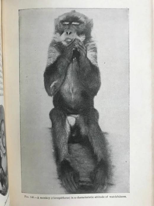 1903年 动物研究 259幅插图 漆布精装32开 商品图7