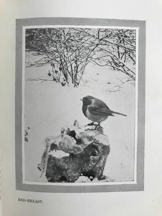 含藏书票！1902年 塞耳彭自然史 123幅插图 漆布精装32开 商品图5