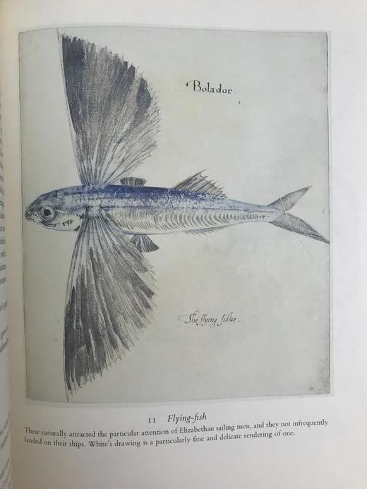 第一批殖民者：哈克卢特北美之旅 数十幅插图 布面精装大16开 商品图11