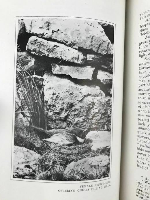 含藏书票！1902年 塞耳彭自然史 123幅插图 漆布精装32开 商品图11