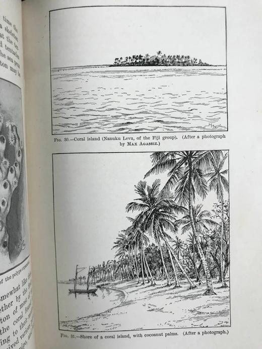 1903年 动物研究 259幅插图 漆布精装32开 商品图14