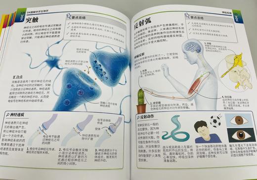 《DK图解中学生物学》+《中学生物学学习手册》（全2册） 商品图4