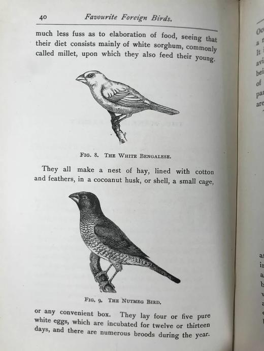 1891年 最喜爱的外国鸟类 38幅插图 漆布精装32开 商品图12