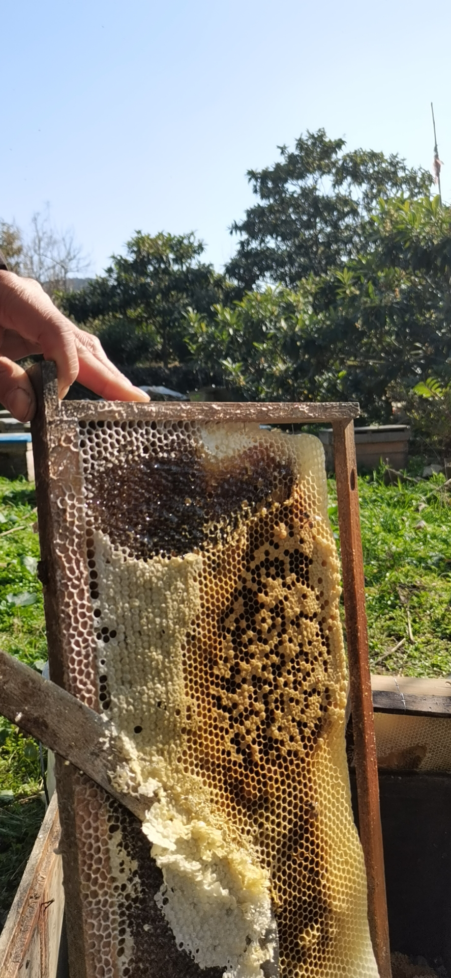 枇杷蜂蜜是白色的吗(枇杷蜂蜜是白色的吗图片)