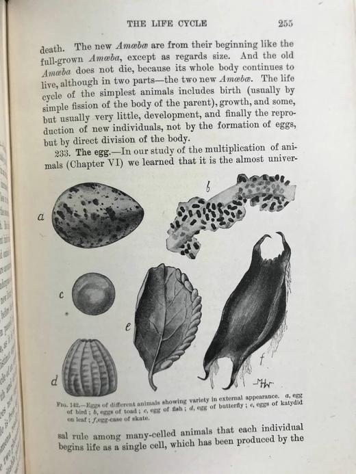 1903年 动物研究 259幅插图 漆布精装32开 商品图6