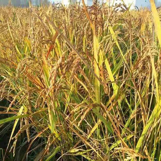 有机鲜稻米10斤（珍珠胚芽米） 商品图6