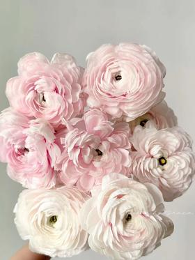 精品鲜花蝴蝶酥洋牡丹8支