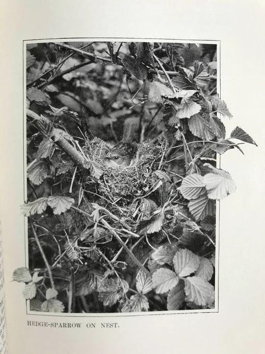 含藏书票！1902年 塞耳彭自然史 123幅插图 漆布精装32开 商品图8