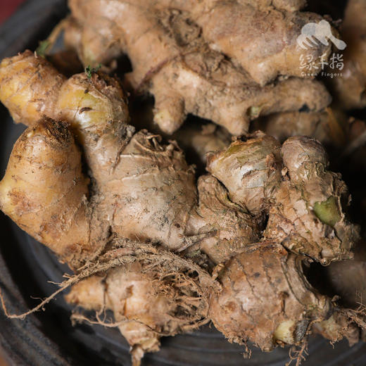 生态肉姜  | 合作生产 * Ecological Ginger  | Coproduction 商品图0