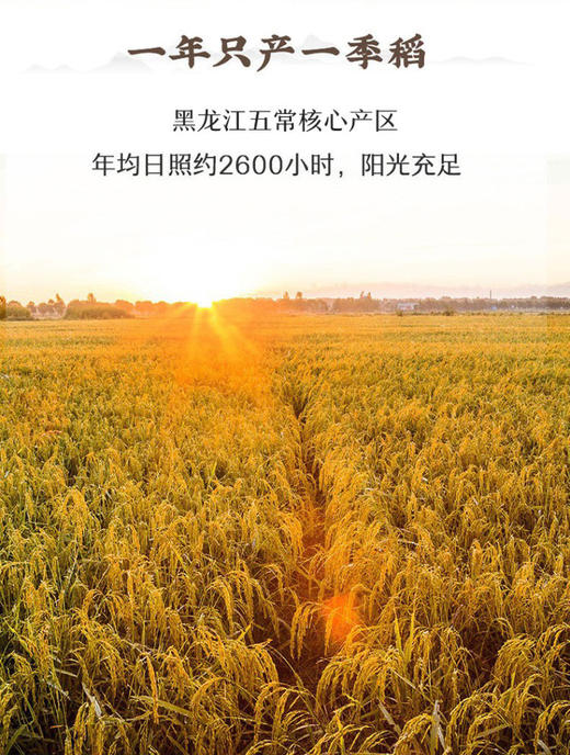 黑龙江五常核心产区 | 没想稻·五常大米 稻花香 米饭更香 食材 2规格入 商品图12