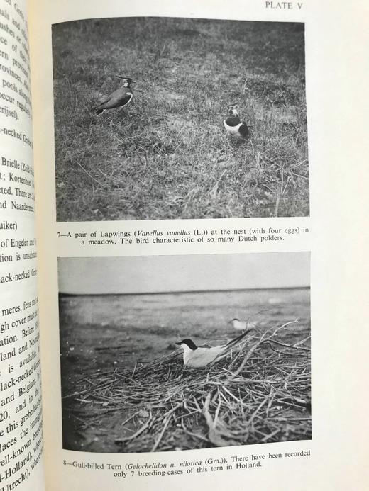 含藏书票！1950年 荷兰的种鸟 13幅摄影插图1幅地图 布脊精装18开 商品图9