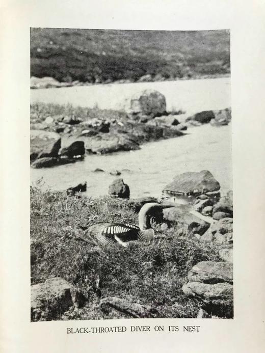 含藏书票！1926年 基尔顿《一个博物学家的朝圣》 8幅插图 漆布精装32开 商品图11