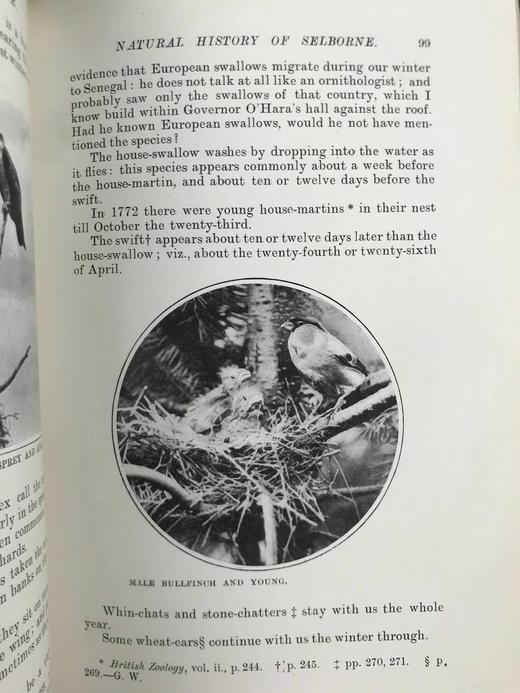 含藏书票！1902年 塞耳彭自然史 123幅插图 漆布精装32开 商品图10