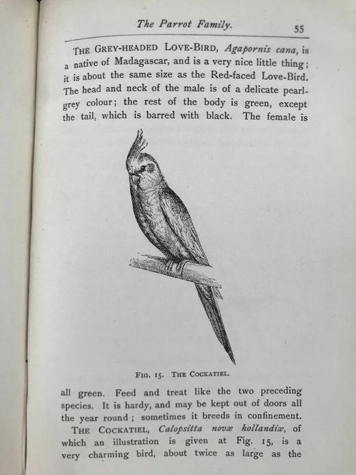 1891年 最喜爱的外国鸟类 38幅插图 漆布精装32开 商品图10