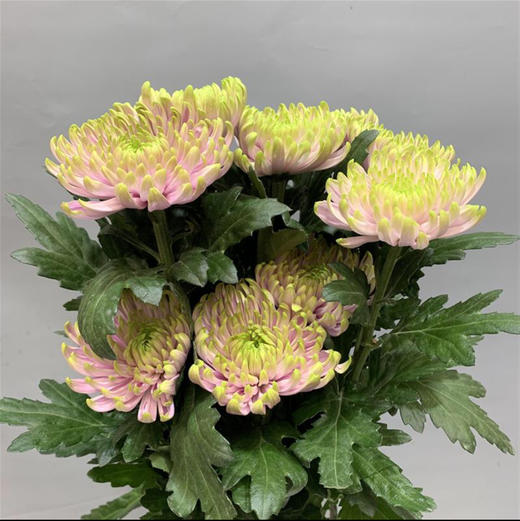 花努力罗斯菊（粉绿） 商品图0