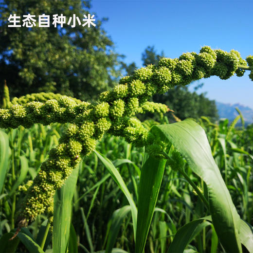 谦益香畴 小米陈醋（酿造食醋）430ml*2瓶 商品图6