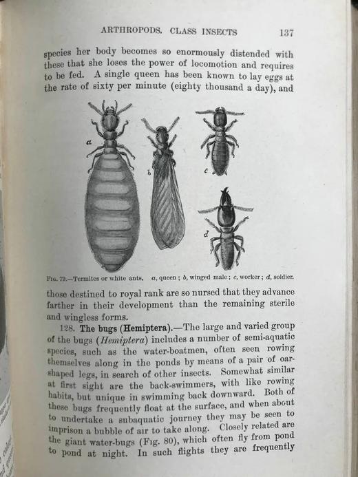 1903年 动物研究 259幅插图 漆布精装32开 商品图11