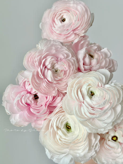 精品鲜花蝴蝶酥洋牡丹8支 商品图1