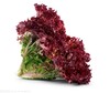 紫生菜1斤约2-3朵 商品缩略图0