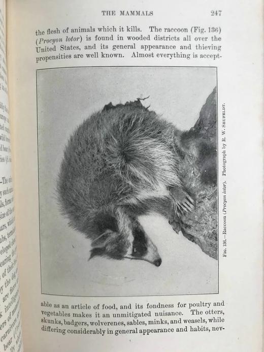 1903年 动物研究 259幅插图 漆布精装32开 商品图9