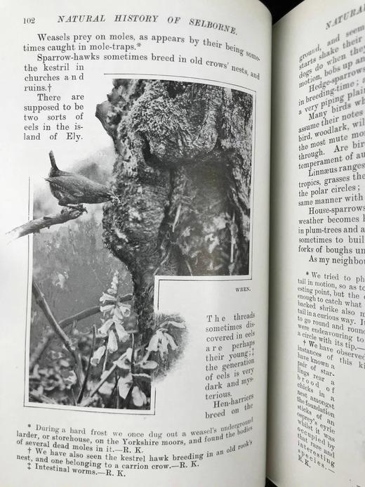 含藏书票！1902年 塞耳彭自然史 123幅插图 漆布精装32开 商品图9