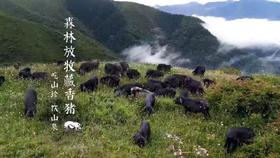 【藏香猪肉/香肠•鲜肉】#顺丰/京东  源自海拔3000米高原  生长于原始森林  肉质鲜香