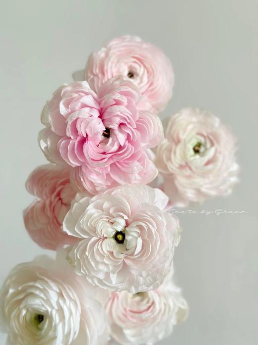 精品鲜花蝴蝶酥洋牡丹8支 商品图3