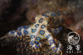 蓝环章鱼