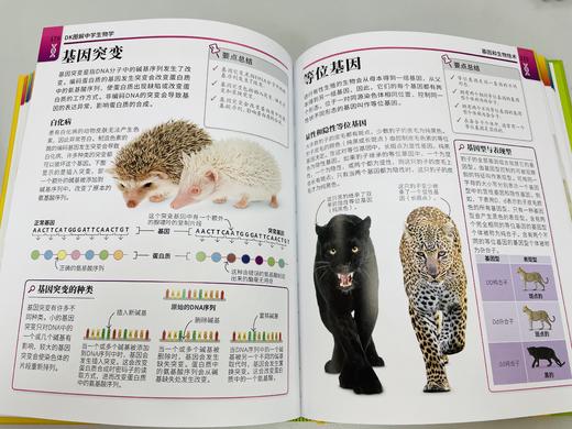 《DK图解中学生物学》+《中学生物学学习手册》（全2册） 商品图5