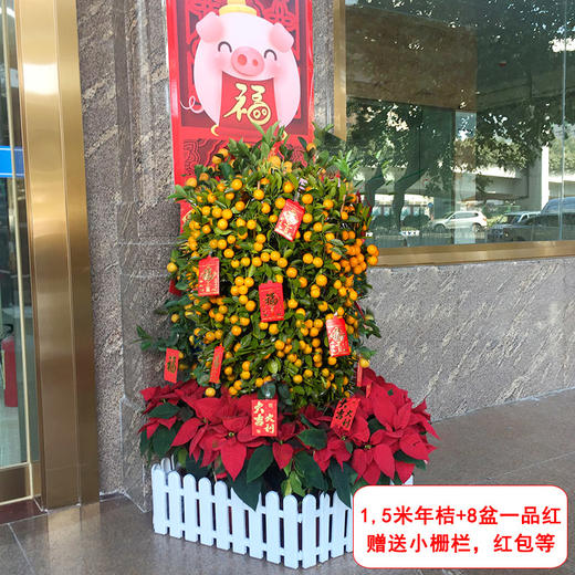 大型四季桔金桔橘树组合盆栽-公司家里大厅门口年宵花卉送货上门（高约50cm 盆子随机） 商品图5