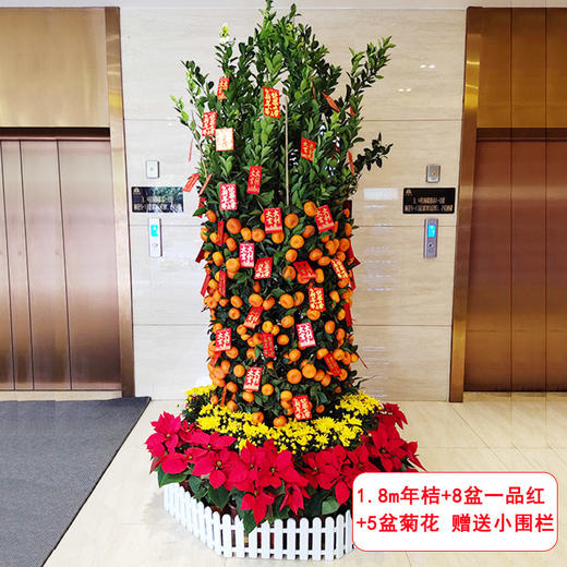 大型四季桔金桔橘树组合盆栽-公司家里大厅门口年宵花卉送货上门（高约50cm 盆子随机） 商品图2