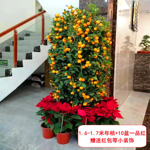 大型四季桔金桔橘树组合盆栽-公司家里大厅门口年宵花卉送货上门（高约50cm 盆子随机） 商品图4