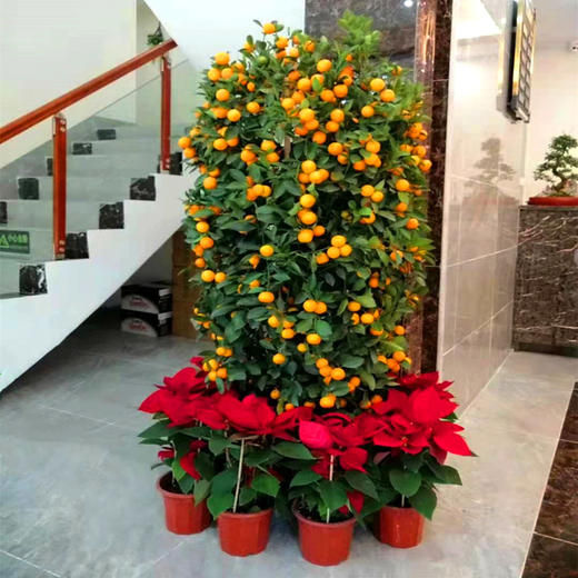 大型四季桔金桔橘树组合盆栽-公司家里大厅门口年宵花卉送货上门（高约50cm 盆子随机） 商品图3
